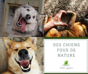 Des chiens fous de nature