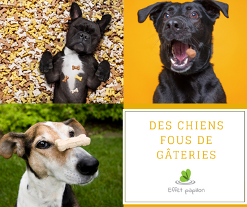 Des chiens fous de gâteries