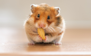 On ne sait plus par quel bout s'y prendre pour manger   (Fred Pellerin)